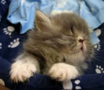 endormir chaton Chaton endormi