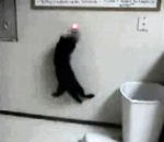 chat fou saut Chat et pointeur laser