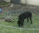 attaque mordre Une tortue attaque un chien