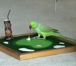 golf oiseau basket Un perroquet dresssé