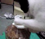 ouvrir bouteille Quand un chat a faim, il se sert !