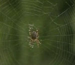 araignee toile experience Effet de la drogue sur des araignées