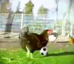 football match ballon Chicken Soccer