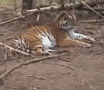 jet homme Attaque surprise d'un tigre