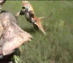 elephant attaque Attaque d'un tigre