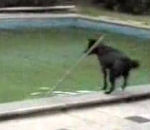 chien balle eau Chien intelligent dans une piscine