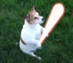 laser sabre wars Chien Jedi