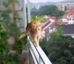 balcon chat Le chat n'a pas le vertige