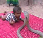 serpent cobra Un enfant joue avec un cobra