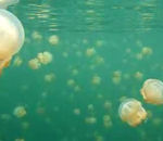 lac Invasion de méduses