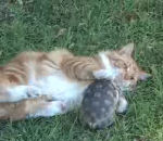 jardin chat rapide Tortue vs Chat