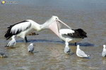 oiseau pelican Inspection générale