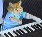 clavier synthetiseur chat Keyboard Cat
