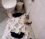 toilettes Des chatons s'amusent avec le papier toilette