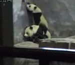 panda 2 Pandas s'échappent de prison