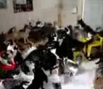 russie moscou 130 chats dans un appartement