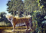 illusion optique artiste The Hidden Tiger