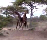 combat coup Combat de girafes