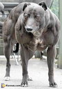 muscle chien Pitbull aux hormones