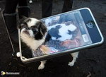 deguisement chien Chien iPod