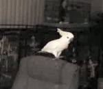 perroquet danse Un perroquet avec le rythme dans la peau