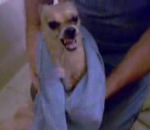chien bain Chihuahua hargneux