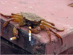 cigarette fumeur animal Crabe fumeur