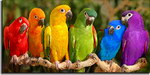 arc-en-ciel couleur perroquets Perroquets arc-en-ciel