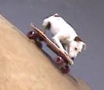 skateboard freestyle figure X-Pete le chien fait du skateboard