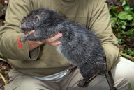 animal Rat géant découvert en Indonésie