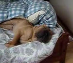 dormir chien Shar Pei ronfleur
