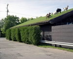 chevre herbe Des chèvres sur un toit
