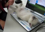 ordinateur allonge Les chats ont la belle vie