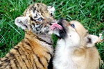 chiot bebe Chiot et bébé tigre
