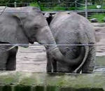 zoo 2 éléphants 1 trompe