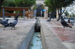 pigeon chasse Un chat à l'affût