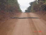 serpent route Ralentisseur en Guyane