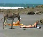 excite femme Un âne sur la plage
