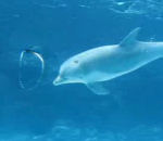 bulle eau Un dauphin joue avec des bulles d'air