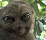 lemurien regard Grands yeux d'un Maki