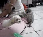 chat patte chien Chien et Chat