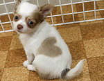 japon chien tache Chiot chihuahua avec une tache en forme de coeur