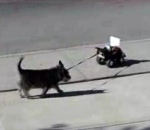 voiture chien promenade Promener son chien avec une voiture radiocommandé