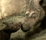 bebe naissance zoo Harapan le bébé rhinocéros