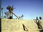 maroc palmier Palmier dans le mur