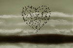 oiseau nuee Une nuée d'oiseaux forment un coeur