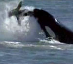attaque saut Un orque envoie un lion de mer en l'air