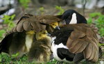 caneton canard Aile protectrice