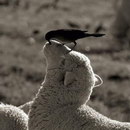 mouton oiseau Inspection générale