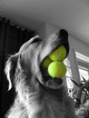 chien balle tennis Ramasseur de balles 